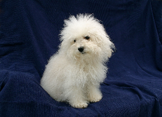 Isabella