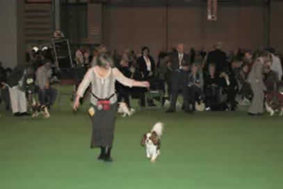Abelard at Crufts 2007