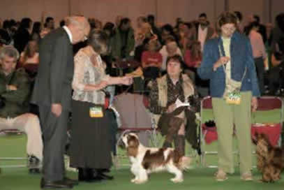 Abelard at Crufts