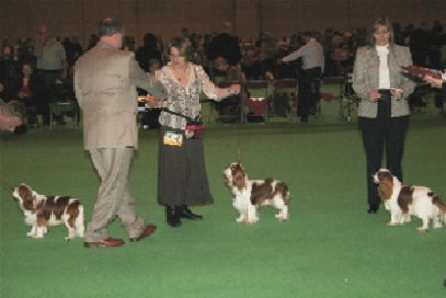 Abelard at Crufts
