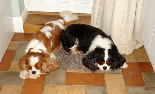 Two StanHome Cavaliers
